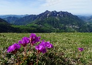 17 Primula di Lombardia con vista in Alben